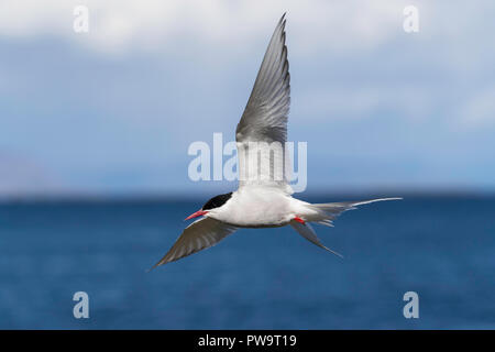 Adult Arctic tern, Sterna paradisaea, in flight on Flatey Island, Iceland Stock Photo