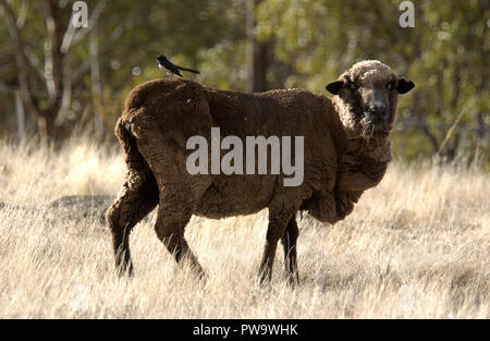 Willy Wagtail sitting on the back of a sheep on a rural property in Western Australia. Stock Photo