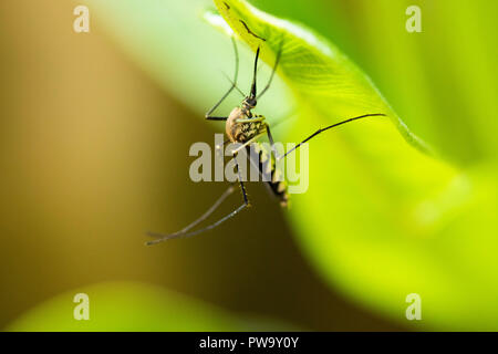 Mosquito Drinking Sap from a Plant Stock Photo