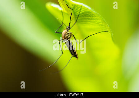 Mosquito Drinking Sap from a Plant Stock Photo