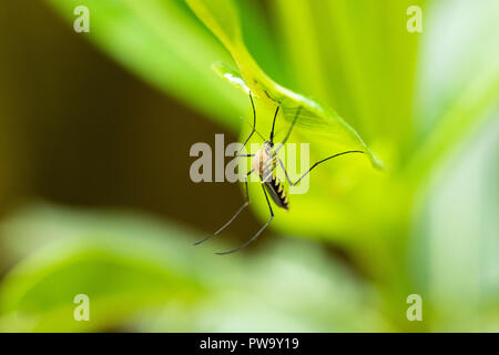 Mosquito Drinking Sap from a Plant Stock Photo