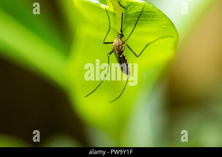 Mosquito Drinking Sap from a Plant Stock Photo