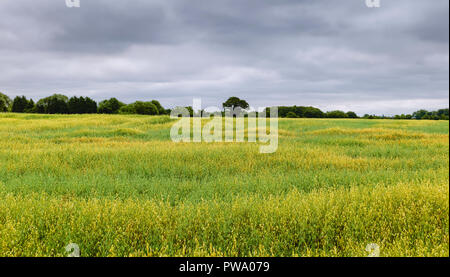 View across field of oats with trees on the horizon under blue sky and wisps of clouds in summer in Beverley, Yorkshire, UK. Stock Photo