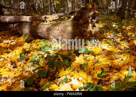 Fallen yellow maple leaves on a forest floor in autumn. Bitsevski Park (Bitsa Park), Moscow, Russia. Stock Photo