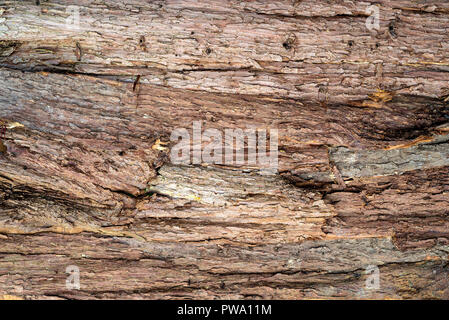 Detail of  tree bark making a great textured background. Stock Photo