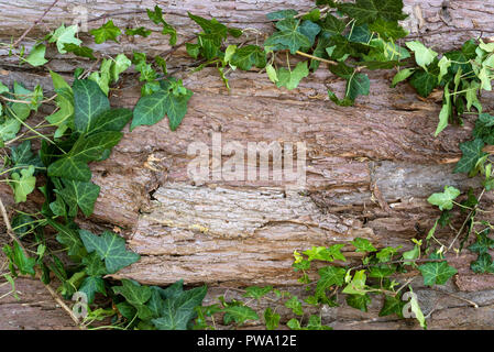 Tree bark with ivy forming an oval frame over the texture of the wood. Stock Photo