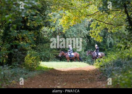 Newmarket, Suffolk, UK, 2018-10-13. Horses  being exercised on Newmarket gallops ahead of today racing. Dat two of the two-day Dubai Future Champions  Stock Photo