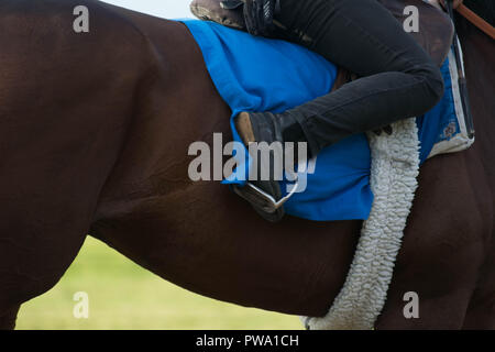 Newmarket, Suffolk, UK, 2018-10-13. Horses  being exercised on Newmarket gallops ahead of today racing. Dat two of the two-day Dubai Future Champions  Stock Photo