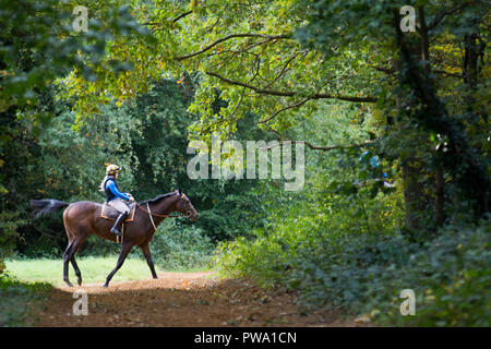 Newmarket, Suffolk, UK, 2018-10-13. Horses  being exercised on Newmarket gallops ahead of today racing. Dat two of the two-day Dubai Future Champions  Stock Photo