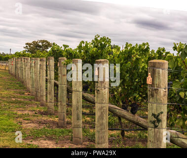 Back Outside Vines growing in countryside outside Montazels, Aude department, France ...