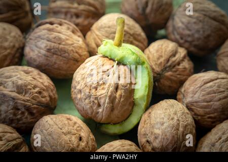 Fresh harvest of walnuts (Juglans regia) in a green shell. Shell and peel of walnuts, when are walnuts ready to pick concept Stock Photo