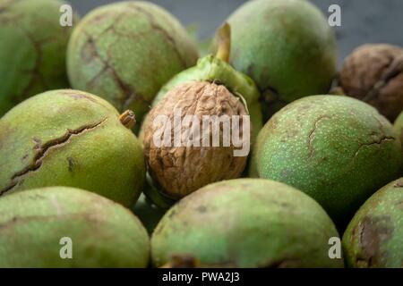 Fresh harvest of walnuts (Juglans regia) in a green shell. Shell and peel of walnuts, when are walnuts ready to pick concept Stock Photo