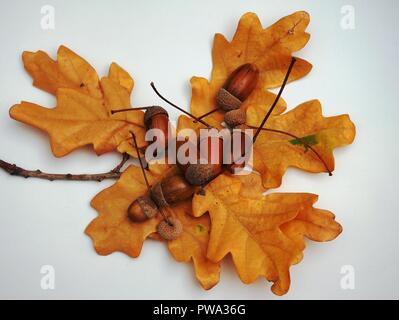 Acorns lie on the yellow fallen leaves of oak. Photo on white background. Close up. Stock Photo