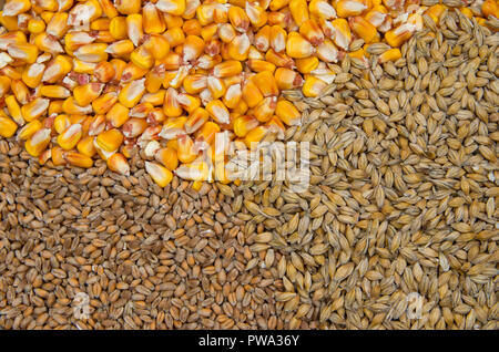 wheat, barley and maize Stock Photo