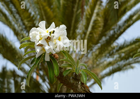 Pachypodium lamerel flowers Stock Photo