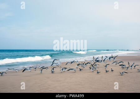 Flock of terns enjoying fine weather next to the waves on a sandy beach Stock Photo