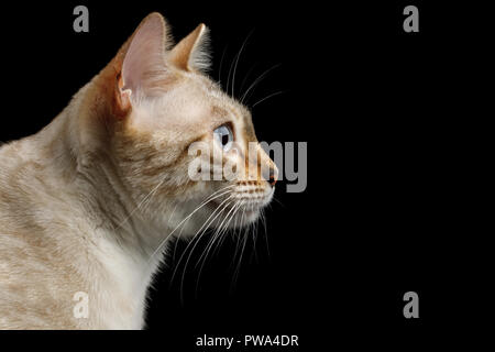 Snow white Bengal Cat isolated on Black Background Stock Photo