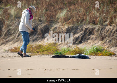 A woman person disturbing a young seal pup on a beach walking close to it in pursuit of taking a photograph with her mobile phone, Barafundle Bay Stock Photo