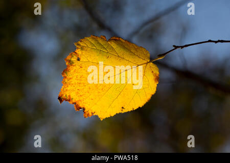 An autumn leaf in woodland lit by the sun in November. North Dorset England UK GB Stock Photo