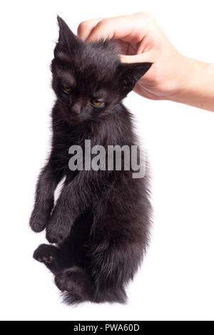 Holds a black unfortunate kitten of people by the scruff. A hand of the person and a kitten in it on a white background Stock Photo