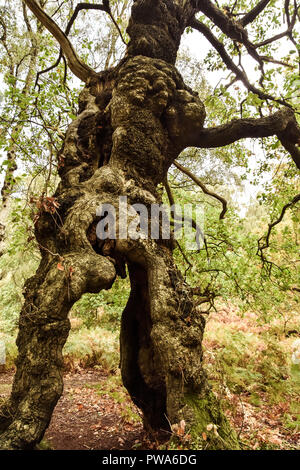 Cannock Chase, Staffordshire, 13th October 2018. Storm Callum uproots 400 year old Oak Trees in Brocton Coppice, Cannock Chase. The strong winds were  Stock Photo