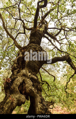 Cannock Chase, Staffordshire, 13th October 2018. Storm Callum uproots 400 year old Oak Trees in Brocton Coppice, Cannock Chase. The strong winds were  Stock Photo