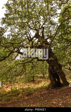 Cannock Chase, Staffordshire, 13th October 2018. Storm Callum uproots 400 year old Oak Trees in Brocton Coppice, Cannock Chase. The strong winds were  Stock Photo