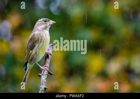 European Greenfinch (Carduelis chloris) perched with beautiful autumn background, United Kingdom Stock Photo