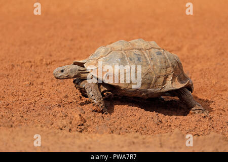 Leopard tortoise (Stigmochelys pardalis) walking, South Africa Stock Photo