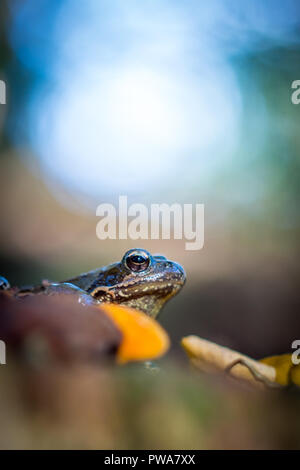 The common frog (Rana temporaria) on stump with yellow fungus wildlife photography Stock Photo