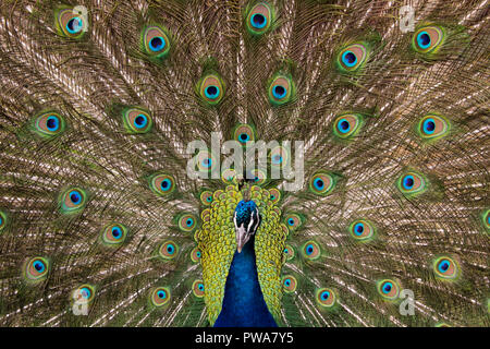 Beautiful Peacock Feathers open colorfully head not in focus Stock Photo