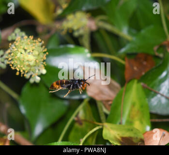 Asian wasp in flight among ivy flowers Stock Photo
