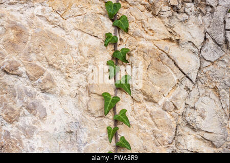 New gentle ivy stem with green leaves climbing up a wall of natural rock Stock Photo