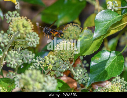 Asian wasp in flight among ivy flowers Stock Photo