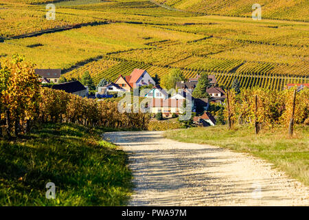 Autumn colors in the vineyards surrounding Hunawihr village, Alsace, France. Stock Photo