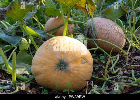 Pumpkin (squash) patch at a cottage vegetable garden in the South of England in the Autumn (Fall). Waited to be harvested and carved for Halloween. Stock Photo