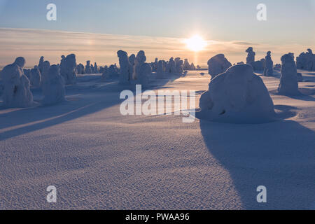 Sun rays on snow covered trees, Riisitunturi National Park, Posio, Lapland, Finland Stock Photo