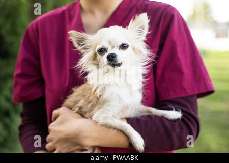 old chihuahua dog with vet Stock Photo