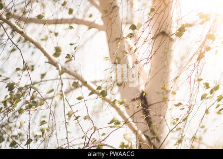 Birch leaves and branches in early spring on a white background with sunshine Stock Photo