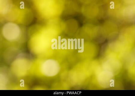 Green bokeh out of focus background from nature forest Stock Photo