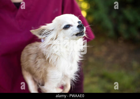 old chihuahua dog with vet Stock Photo