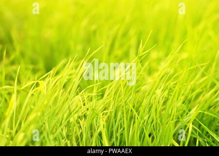 Green grass natural background texture, lawn background Stock Photo