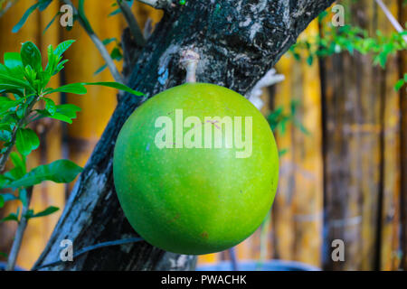 giant Pomelo on tree Stock Photo