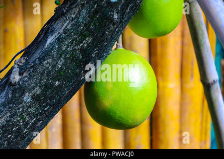 giant Pomelo on tree Stock Photo