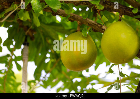 Giant Pomelo on tree Stock Photo