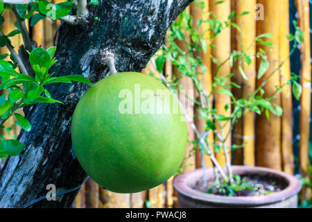 giant Pomelo on tree Stock Photo