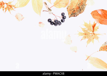 Autumn composition.Frame made of autumn dry multi-colored leaves and berries of chokeberry on white background. Autumn, fall concept. Flat lay, top view, copy space Stock Photo