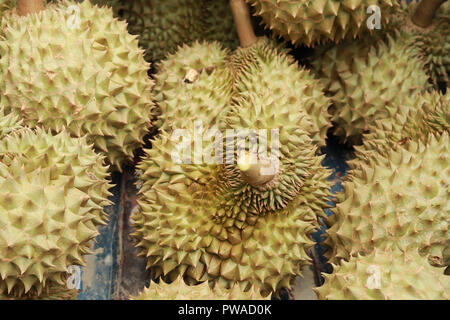Durian fruit of several tree species belonging to the genus Durio Stock Photo