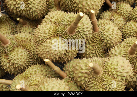 durian fruit of several tree species belonging to the genus Durio Stock Photo