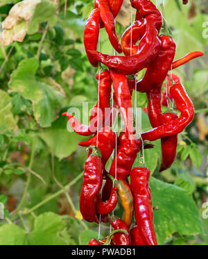 fresh red chili pepper is strung on a white thread and hangs on the street in the middle of green leaves Stock Photo